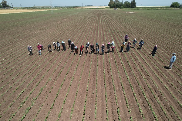 Foto - 40 dereceyi bulan sıcağın altında zorlu ekmek savaşı! Bu işi yapanlar günlük 515 TL kazanıyor