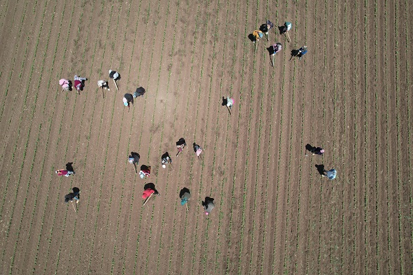 Foto - 40 dereceyi bulan sıcağın altında zorlu ekmek savaşı! Bu işi yapanlar günlük 515 TL kazanıyor