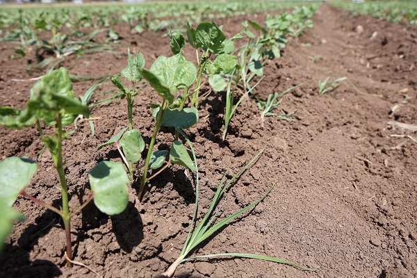 Foto - 40 dereceyi bulan sıcağın altında zorlu ekmek savaşı! Bu işi yapanlar günlük 515 TL kazanıyor