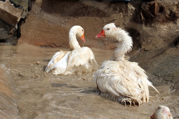 Foto - 40 kazla başladı... Yörenin önde gelen tedarikçilerinden oldu