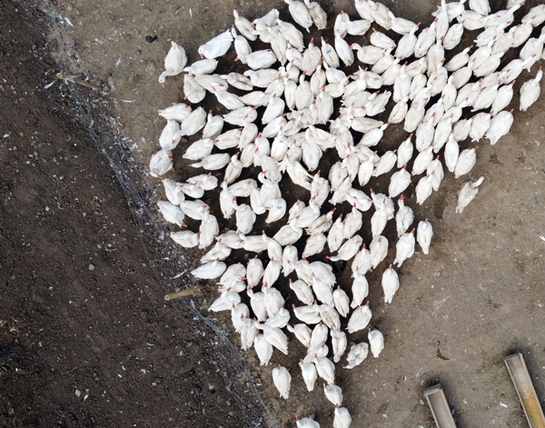 Foto - 40 kazla başladı... Yörenin önde gelen tedarikçilerinden oldu