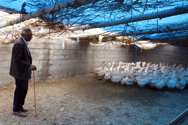 Foto - 40 kazla başladı... Yörenin önde gelen tedarikçilerinden oldu