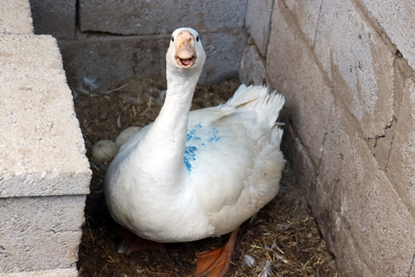 40 kazla başladı... Yörenin önde gelen tedarikçilerinden oldu