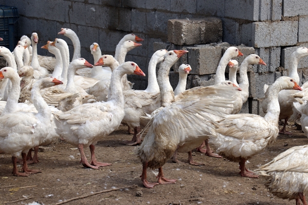 Foto - 40 kazla başladı... Yörenin önde gelen tedarikçilerinden oldu