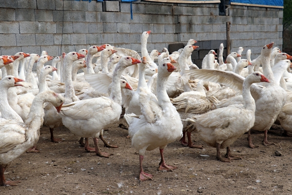 Foto - 40 kazla başladı... Yörenin önde gelen tedarikçilerinden oldu