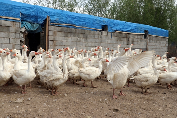 Foto - 40 kazla başladı... Yörenin önde gelen tedarikçilerinden oldu