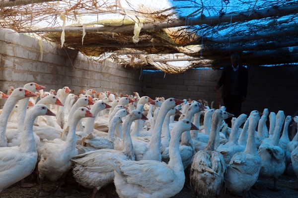 Foto - 40 kazla başladı... Yörenin önde gelen tedarikçilerinden oldu