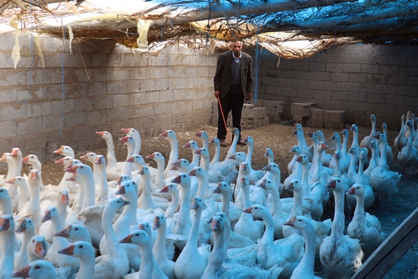Foto - 40 kazla başladı... Yörenin önde gelen tedarikçilerinden oldu