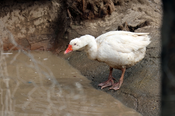 Foto - 40 kazla başladı... Yörenin önde gelen tedarikçilerinden oldu