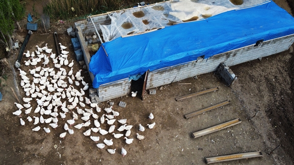 Foto - 40 kazla başladı... Yörenin önde gelen tedarikçilerinden oldu