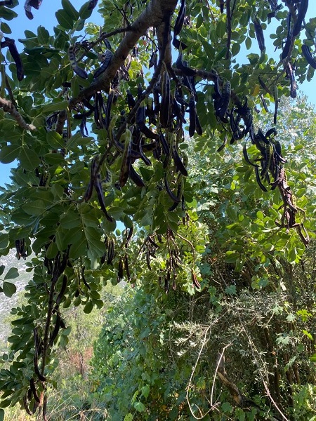 Foto - 40 TL'den 8 TL'ye düştü! Kimse toplamadı dalda kaldı