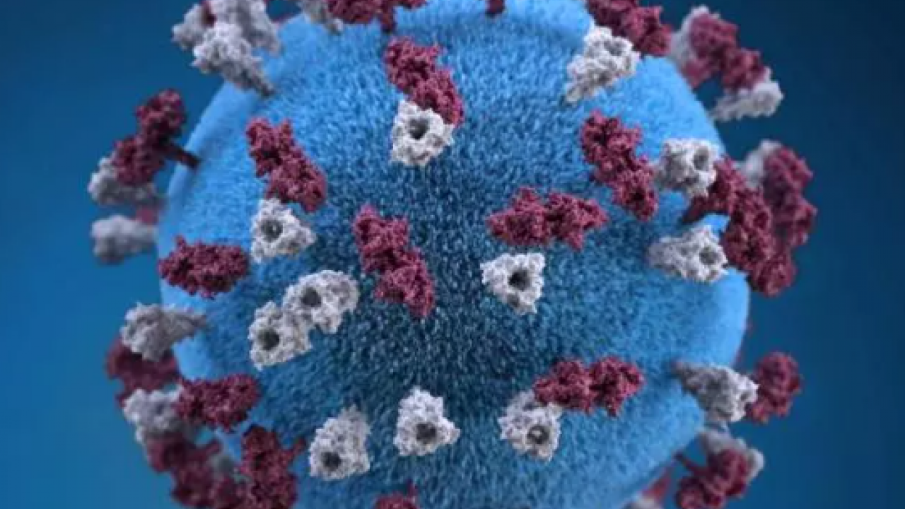 40 yıl sonra ilk kez: 2 Avrupa ülkesinde görüldü!