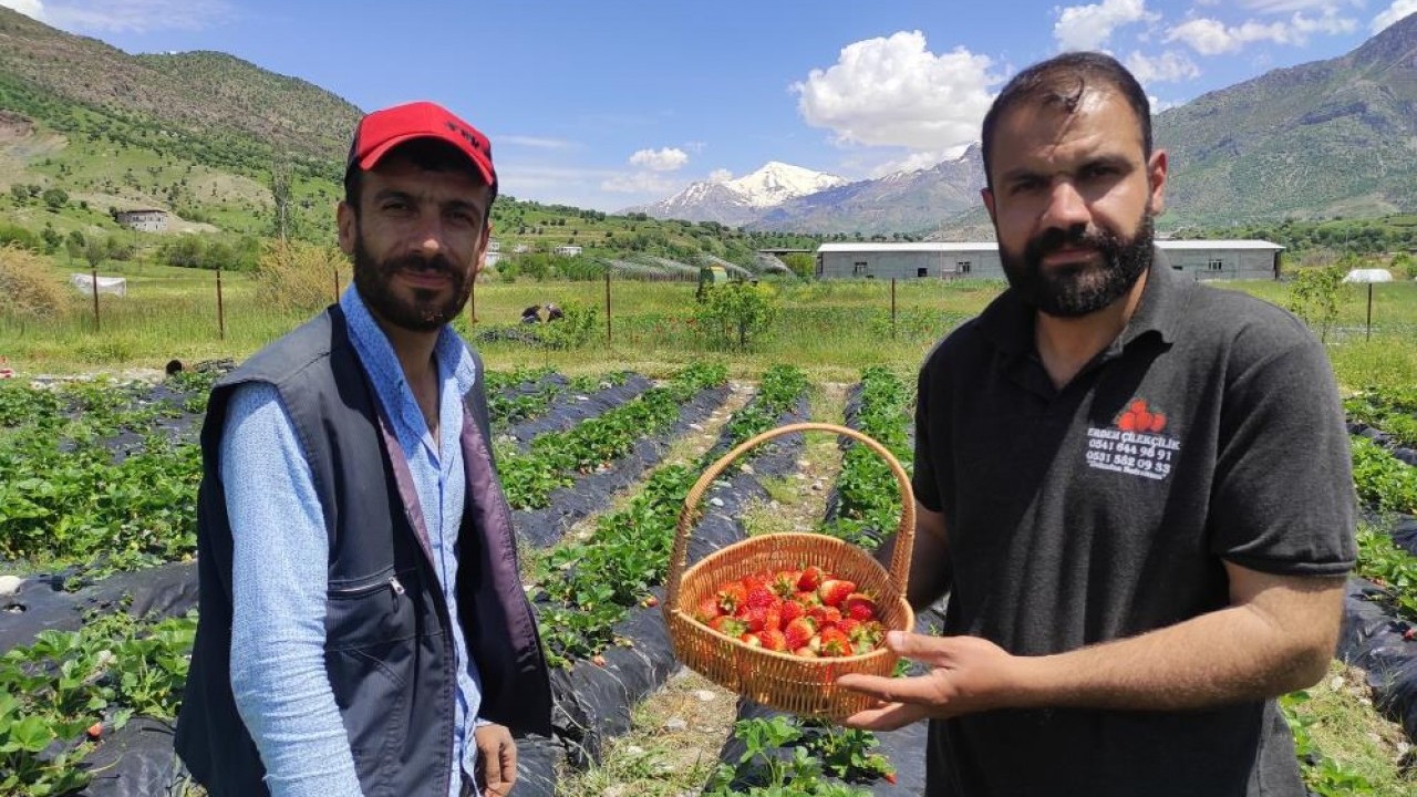 400 ailenin geçim kaynağı Deneme amaçlı dikildi hasadı yapıldı
