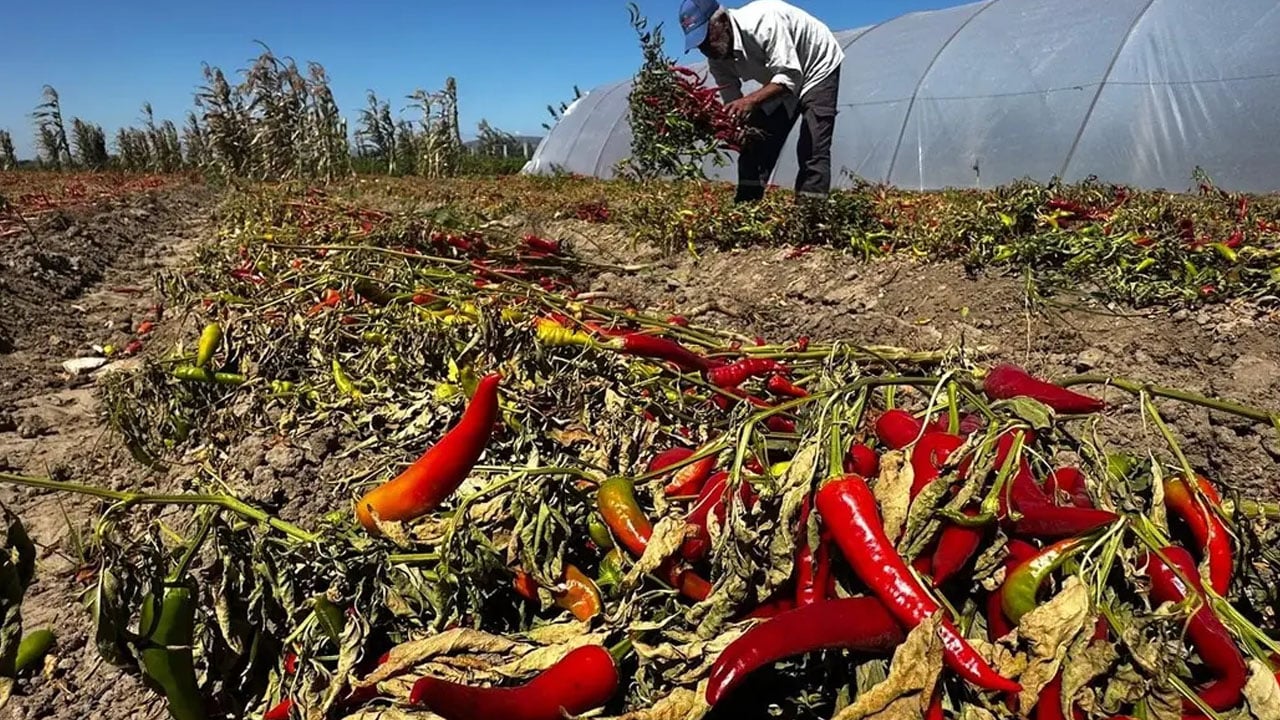 400 liraya kilosunu satıyor: 300 bin TL kazandı... 66 yaşındaki çiftçi ata tohumu ile üretiyor
