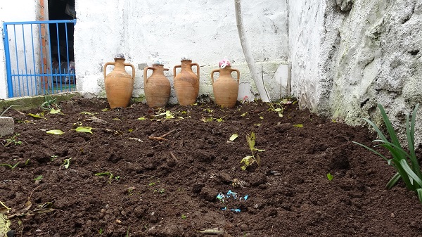 Foto - 400 yıllık gelenek! Aylarca toprak altında kalıyor 1 senede olgunlaşıyor