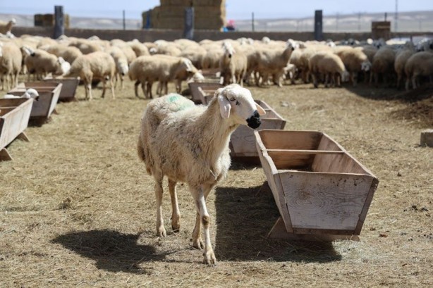 Foto - 42 bin lira maaş, dayalı döşeli ev ve karavan veriyorlar! Yine de bu iş için çalıştıracak kimse bulamıyorlar