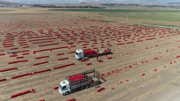 Foto - 430 bin ton üretildi, Amasya’da soğan tarlada bir aydır 6 TL
