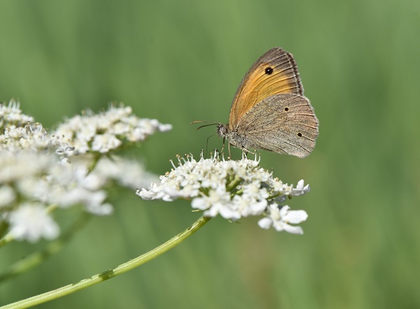 Foto - 430 kelebek türünün 230'u o bölgede yaşıyor