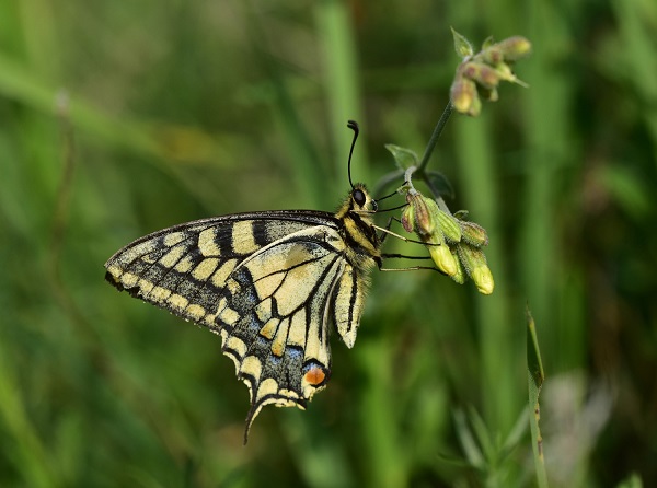 Foto - 430 kelebek türünün 230'u o bölgede yaşıyor