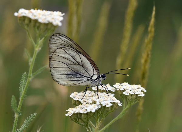 Foto - 430 kelebek türünün 230'u o bölgede yaşıyor