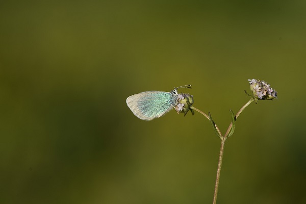 430 kelebek türünün 230'u o bölgede yaşıyor