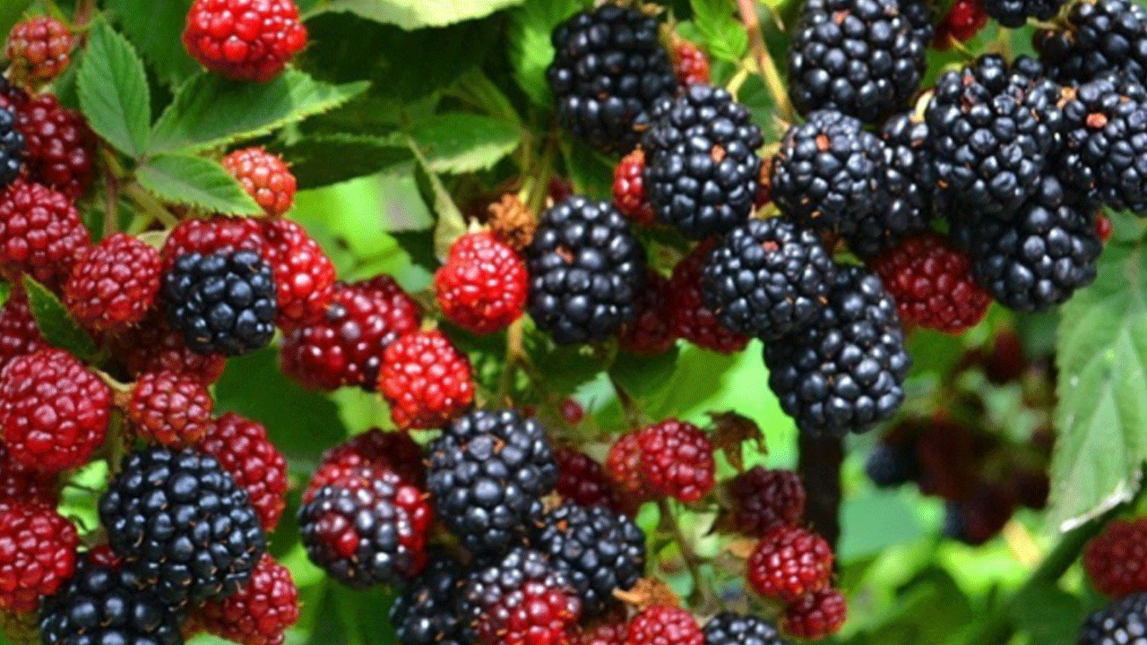 Foto - -45 dereceye dayananabiliyor! Her yerden talep yağıyor! 