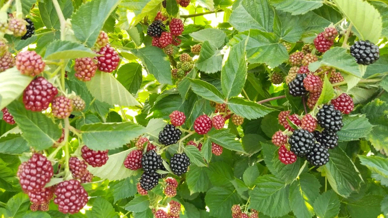 Foto - -45 dereceye dayananabiliyor! Her yerden talep yağıyor! 