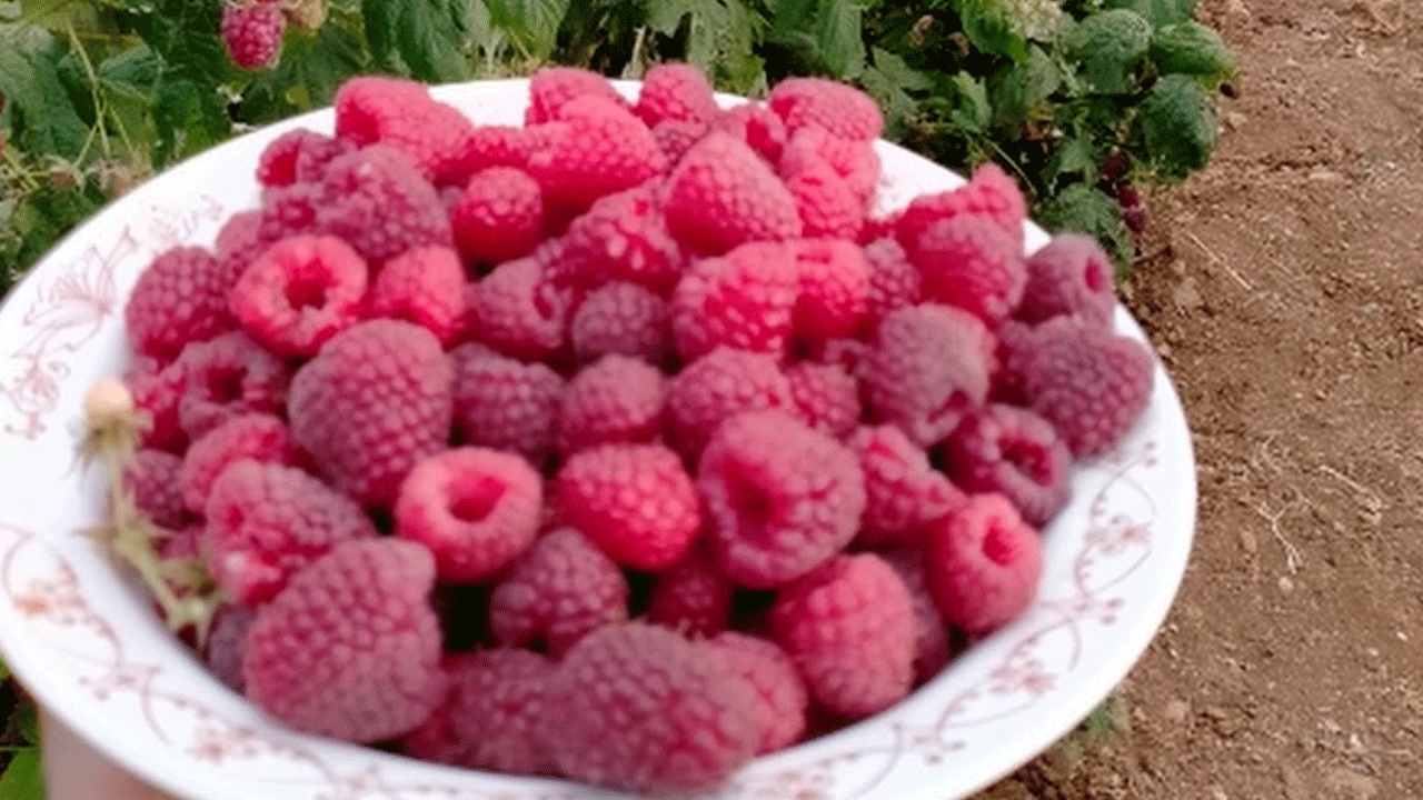 -45 dereceye dayananabiliyor! Her yerden talep yağıyor! 