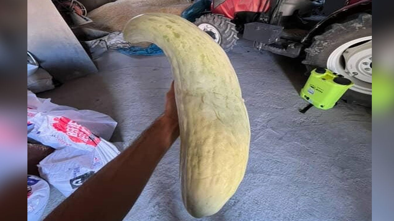 Foto - 4.5 kiloluk dev acur hayrete düşürdü