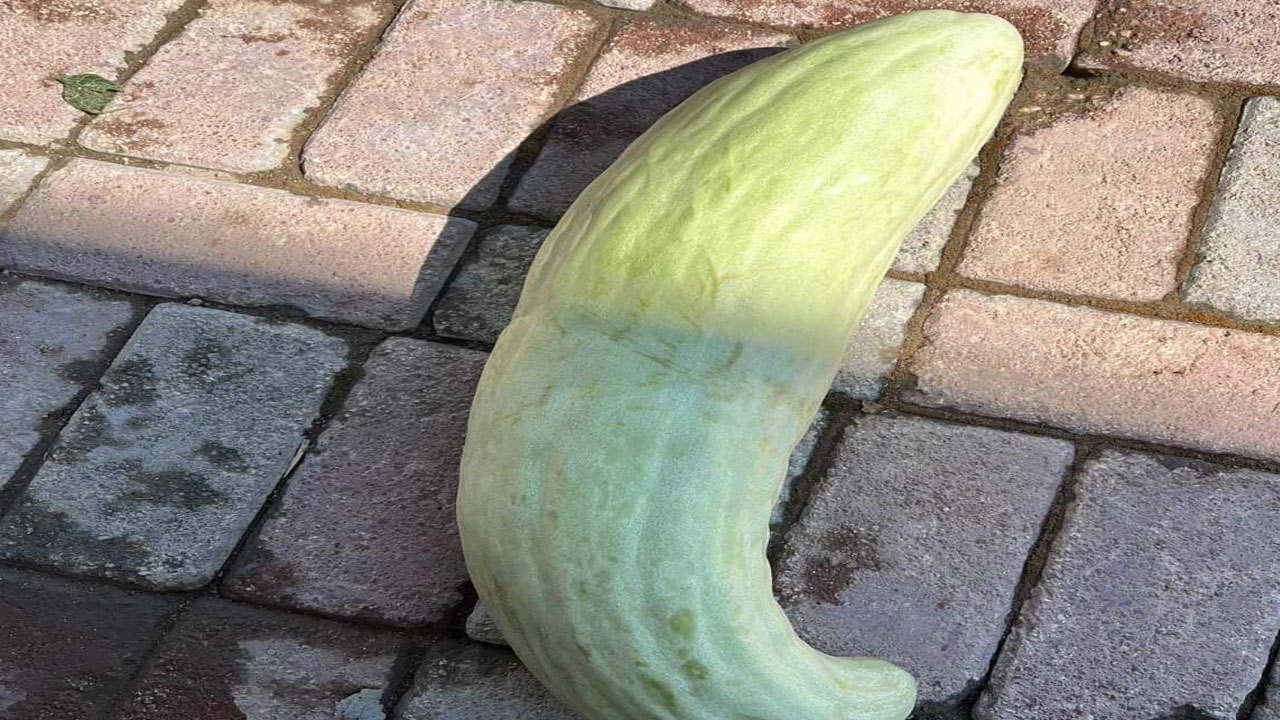 4.5 kiloluk dev acur hayrete düşürdü