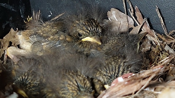 Foto - 45 yıldır bu işi yapıyor! Antikaların sayısını artık hesaplayamıyor