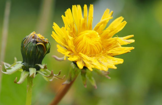 Foto - 48 saatte kanseri yok eden içecekle tanışın: Gören kilo kilo satın alıyor! Yapan bu kez her şeyi değiştirir