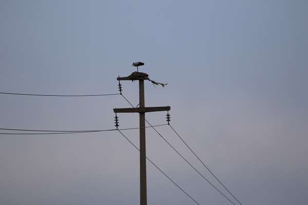 Foto - 5 bin km yol gelerek ata yurduna döndüler