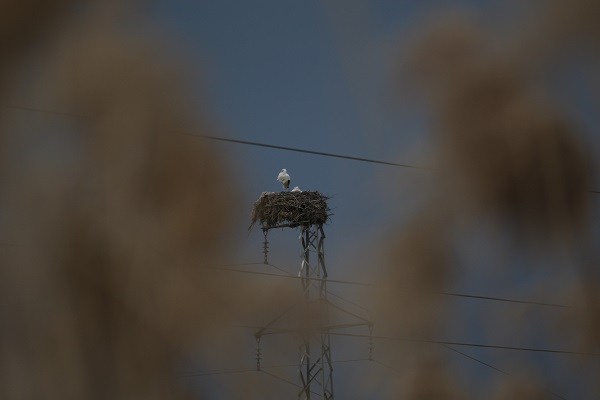 Foto - 5 bin km yol gelerek ata yurduna döndüler