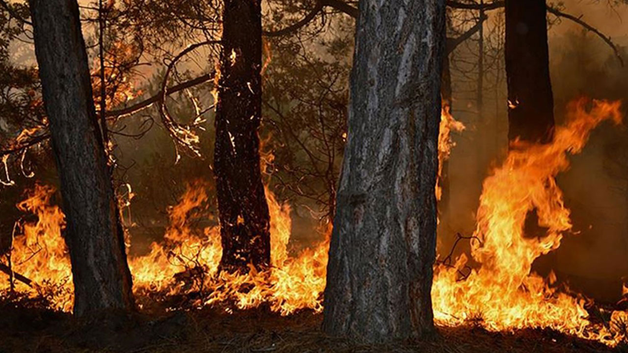 Foto - 5 bin yangının şaşırtan nedeni açıklandı! Ormanlar böyle küle döndü