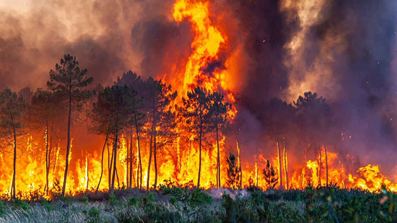 5 bin yangının şaşırtan nedeni açıklandı! Ormanlar böyle küle döndü