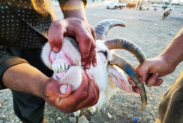 Foto - 5 boynuzlu koçu görenler gözlerine inanamadı