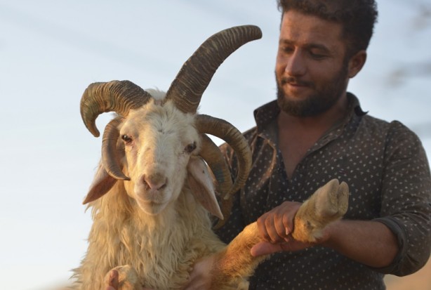 Foto - 5 boynuzlu koçu görenler gözlerine inanamadı
