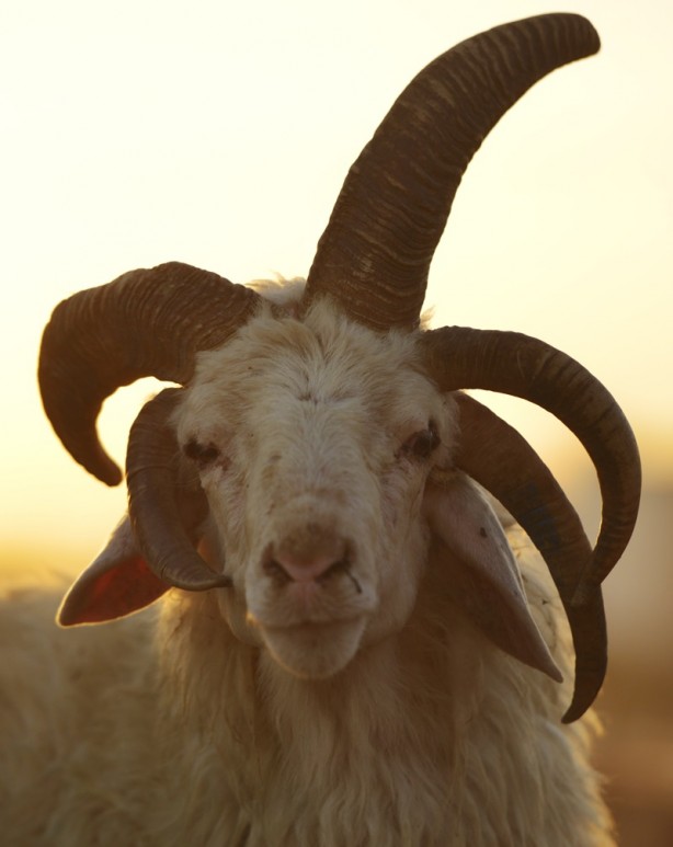 Foto - 5 boynuzlu koçu görenler gözlerine inanamadı