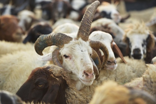 Foto - 5 boynuzlu koçu görenler gözlerine inanamadı