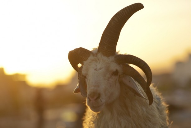 Foto - 5 boynuzlu koçu görenler gözlerine inanamadı