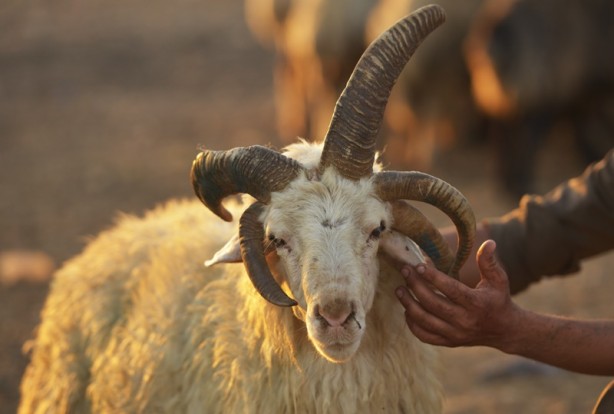 Foto - 5 boynuzlu koçu görenler gözlerine inanamadı