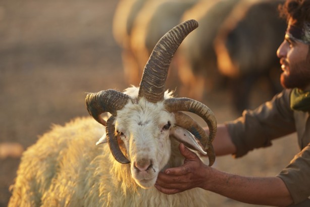 Foto - 5 boynuzlu koçu görenler gözlerine inanamadı