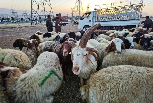 Foto - 5 boynuzlu koçu görenler gözlerine inanamadı