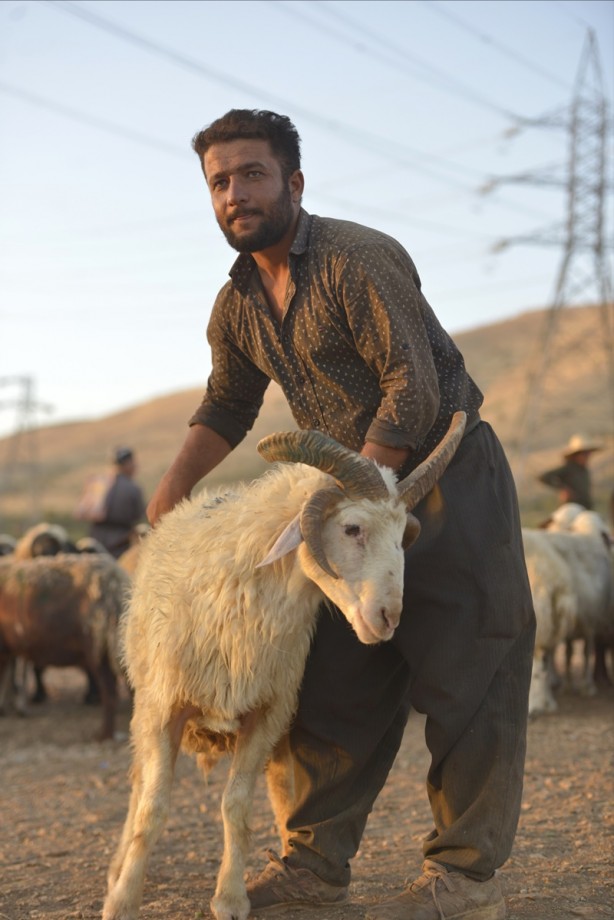 Foto - 5 boynuzlu koçu görenler gözlerine inanamadı