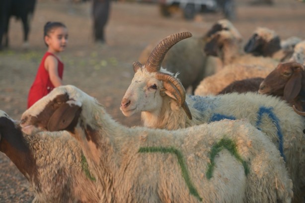 Foto - 5 boynuzlu koçu görenler gözlerine inanamadı