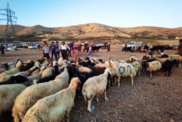 Foto - 5 boynuzlu koçu görenler gözlerine inanamadı