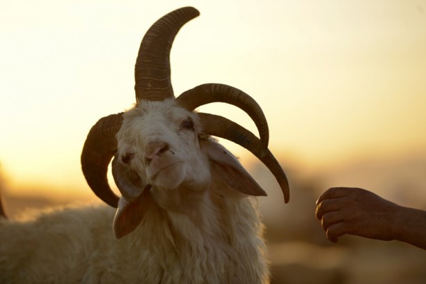 Foto - 5 boynuzlu koçu görenler gözlerine inanamadı