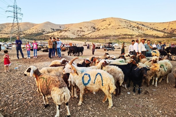 Foto - 5 boynuzlu koçu görenler gözlerine inanamadı