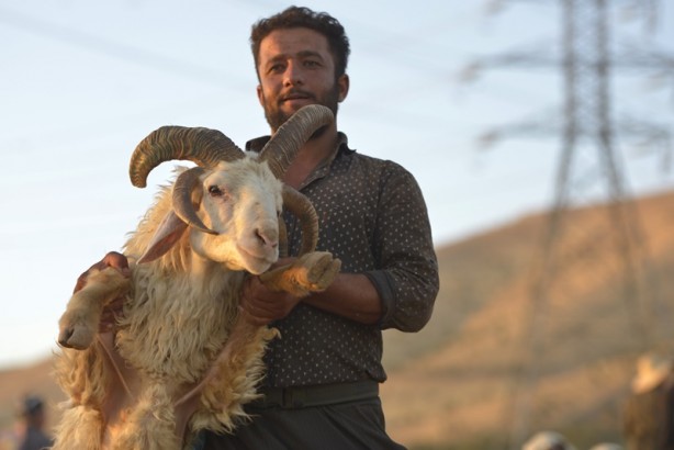 Foto - 5 boynuzlu koçu görenler gözlerine inanamadı